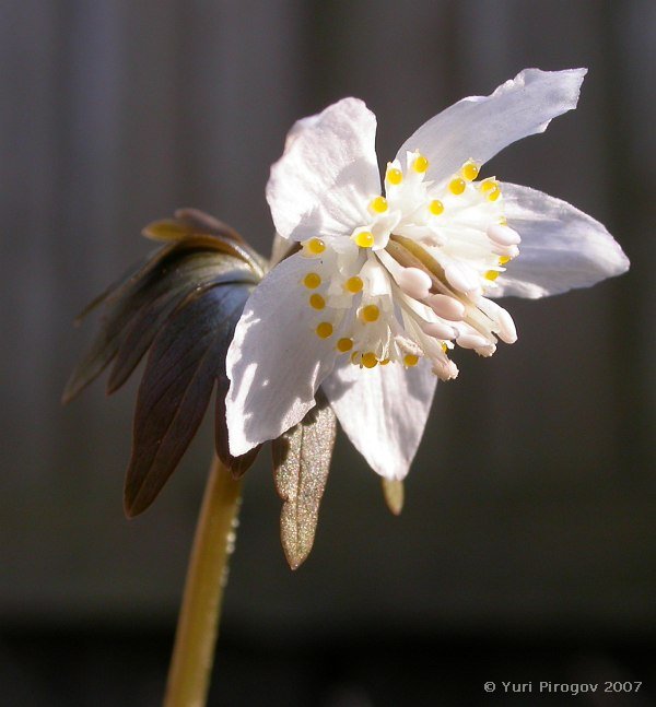 Image of Eranthis stellata specimen.