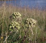 Archangelica officinalis