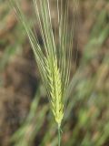 Hordeum vulgare