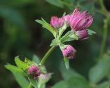 Astrantia major