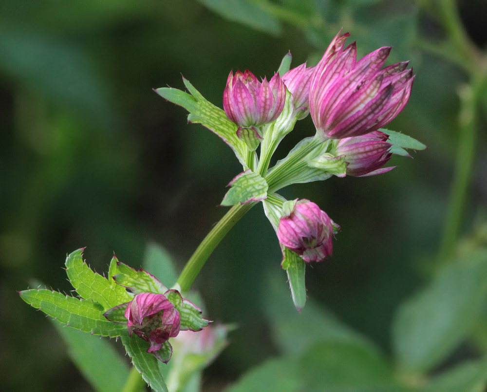 Image of Astrantia major specimen.