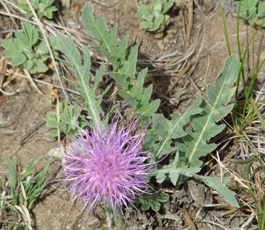 Image of Stemmacantha uniflora specimen.