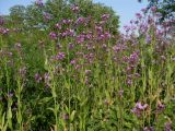 Hesperis pycnotricha