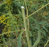Euphorbia soongarica