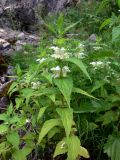 Lamium album