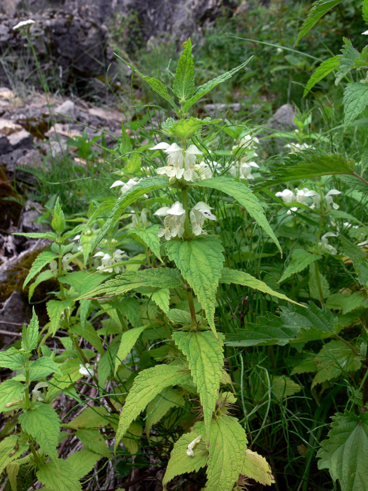 Image of Lamium album specimen.