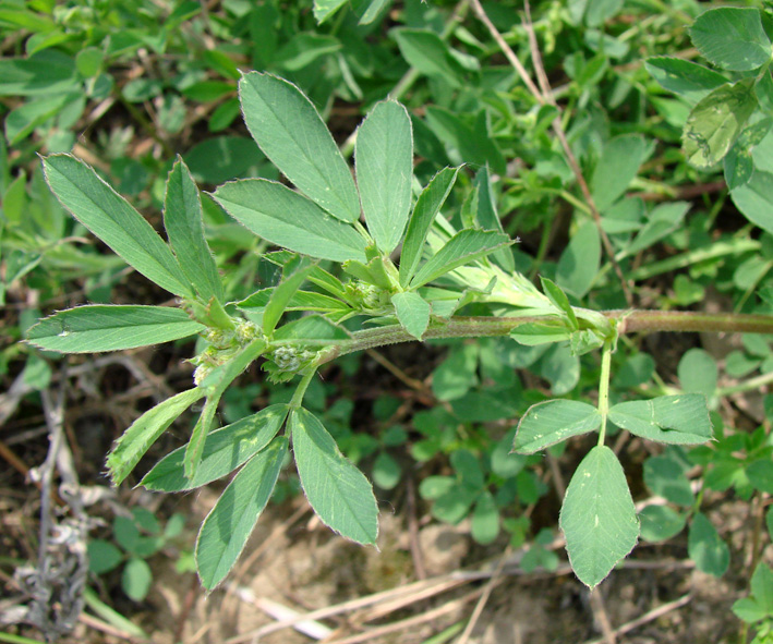 Изображение особи Medicago falcata.