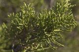 Juniperus phoenicea