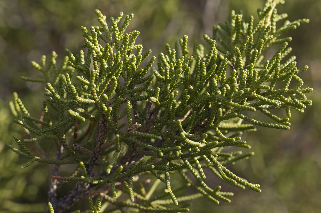 Изображение особи Juniperus phoenicea.