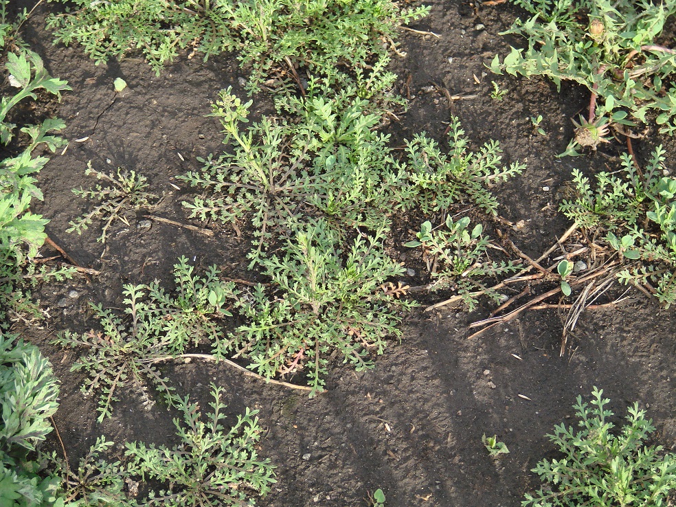 Изображение особи Lepidium ruderale.