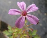 Geranium robertianum