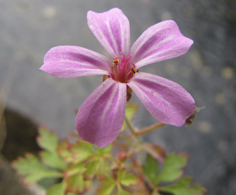 Изображение особи Geranium robertianum.