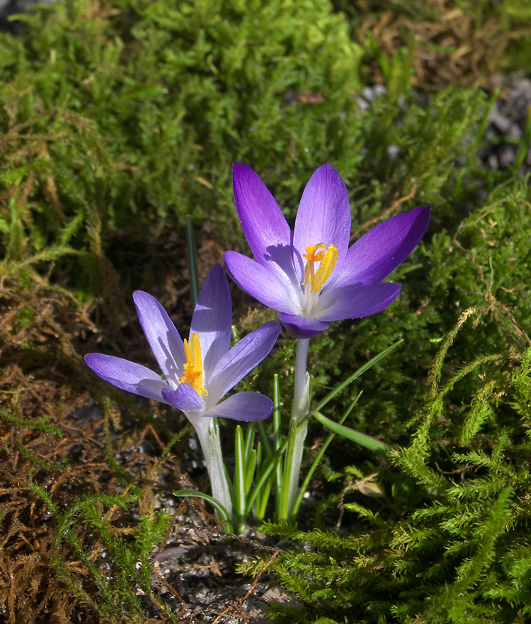 Изображение особи Crocus tommasinianus.