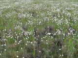 Eriophorum vaginatum. Аспект плодоносящих растений на болоте. Архангельская обл., Приморский р-н, о. Ягры. 18.06.2011.