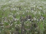 Eriophorum vaginatum