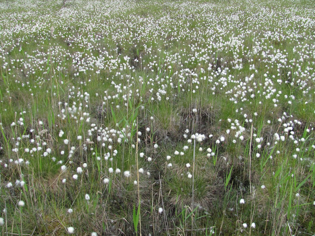 Изображение особи Eriophorum vaginatum.