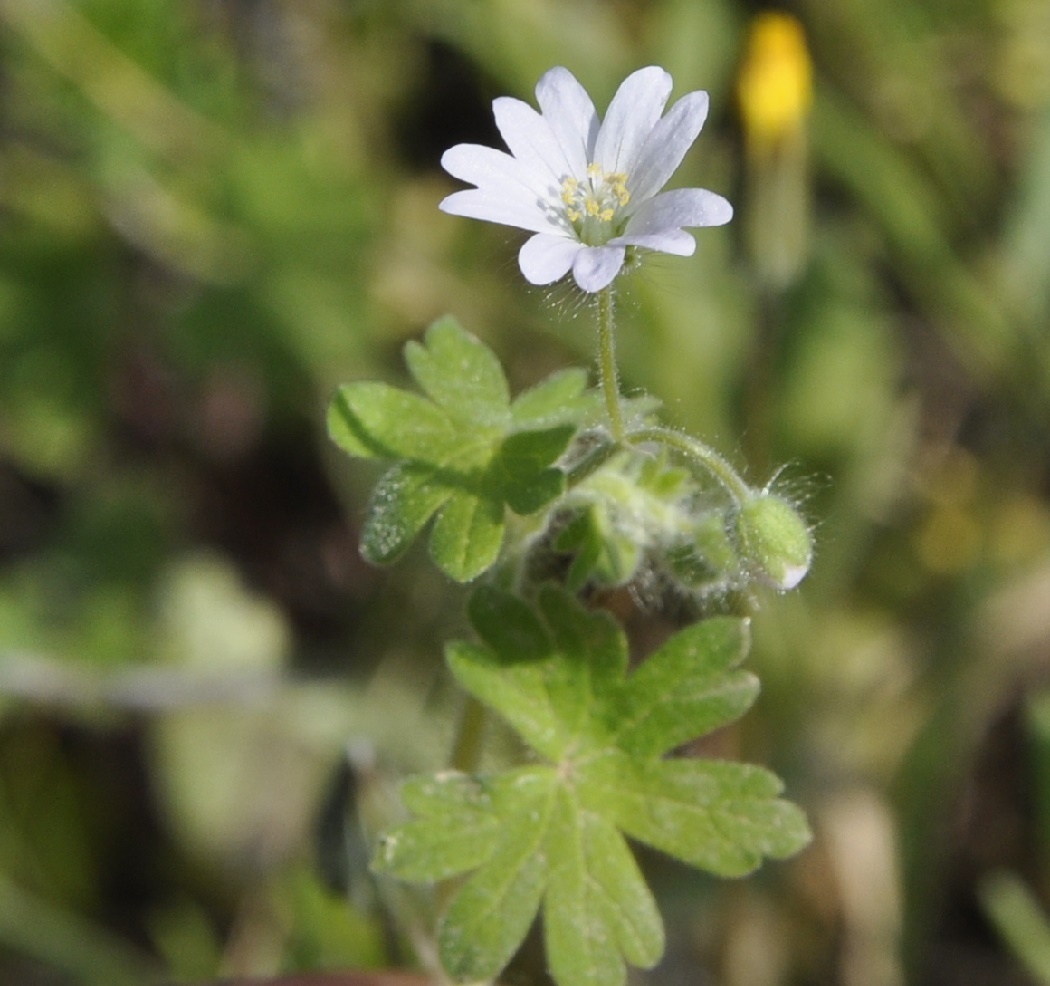 Изображение особи Geranium molle.