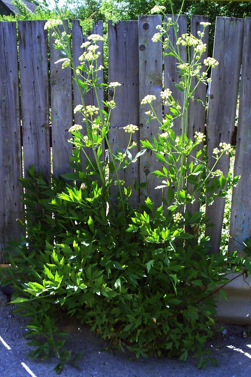 Image of Levisticum officinale specimen.