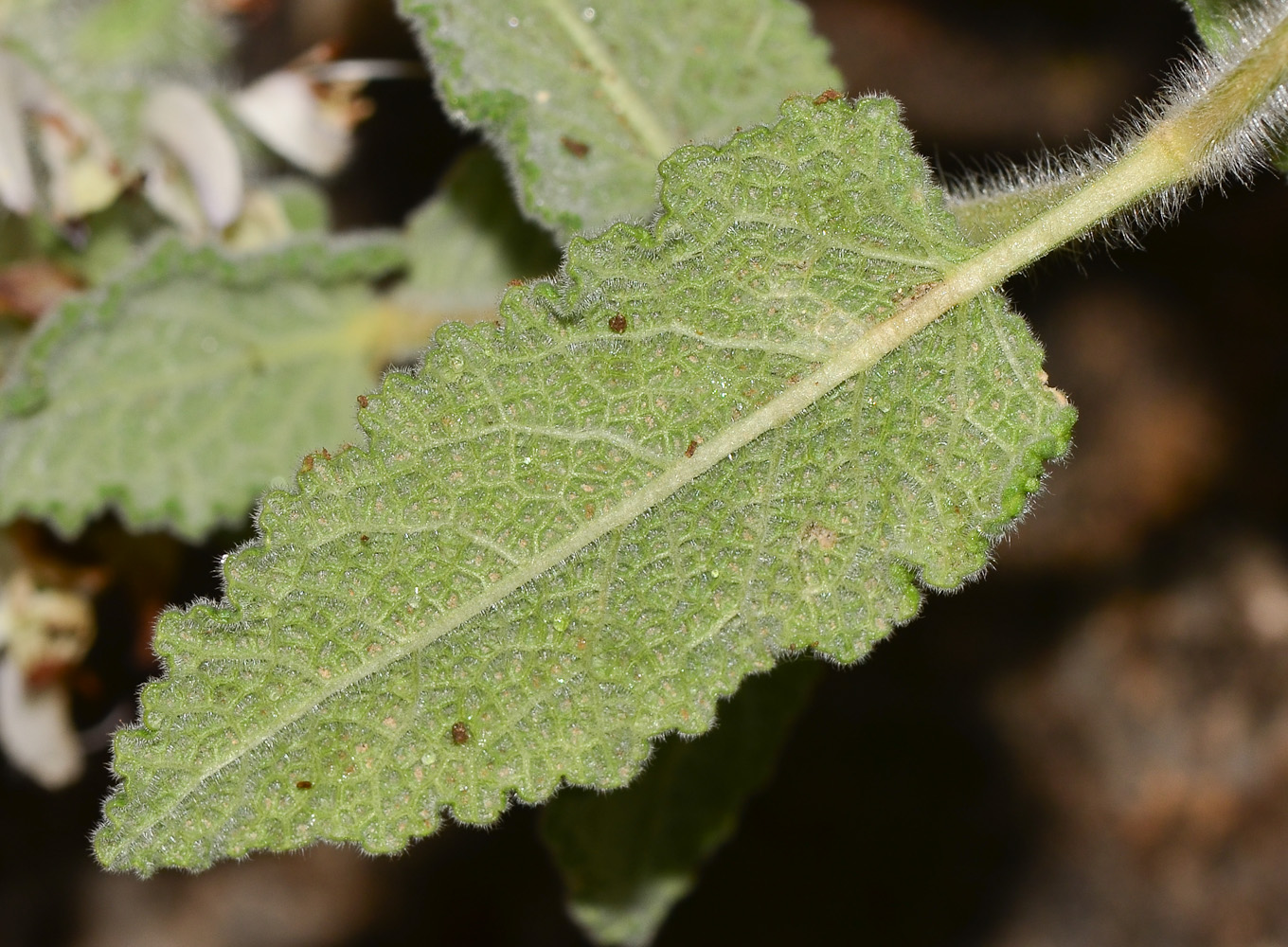 Изображение особи Salvia lanigera.