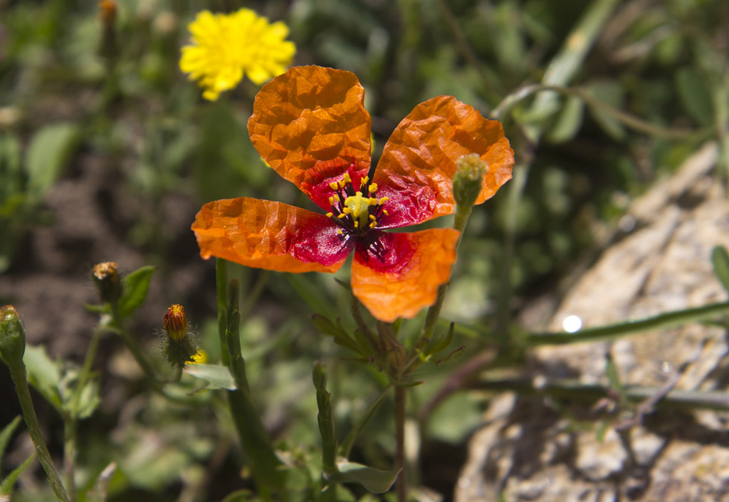 Изображение особи Papaver apulum.