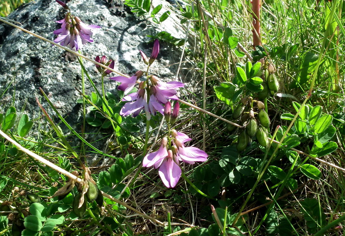 Изображение особи Astragalus subpolaris.