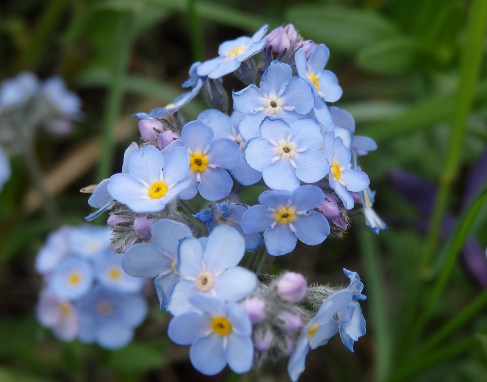 Image of Myosotis lithospermifolia specimen.