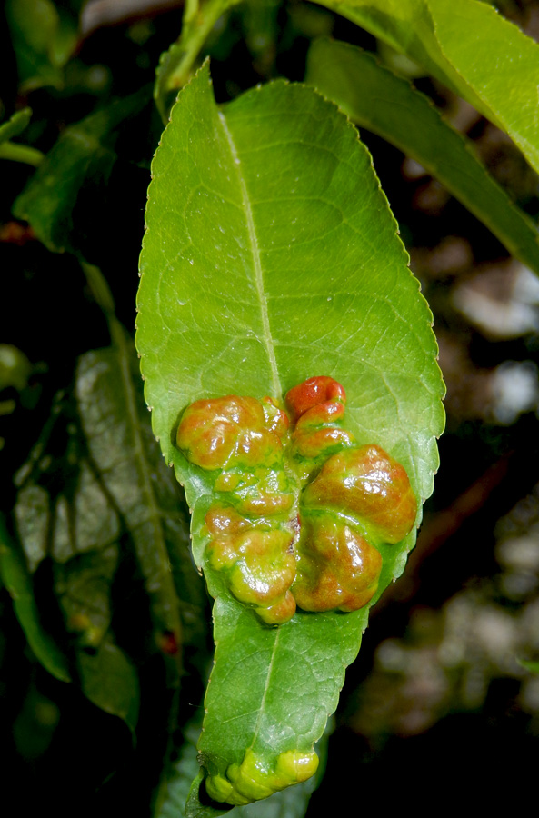 Image of Amygdalus communis specimen.