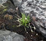 Plantago schrenkii