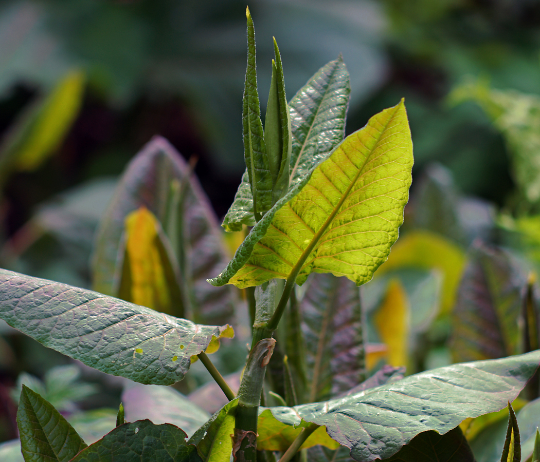 Изображение особи Reynoutria sachalinensis.