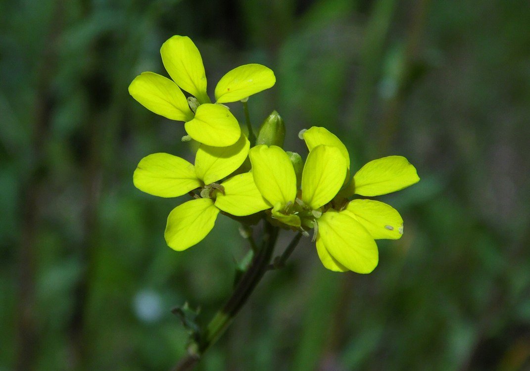 Image of Erysimum cuspidatum specimen.