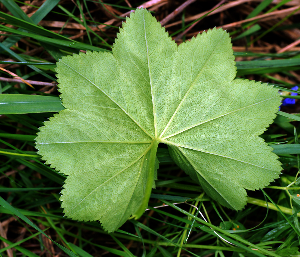 Image of Alchemilla glabricaulis specimen.