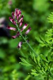 Fumaria officinalis