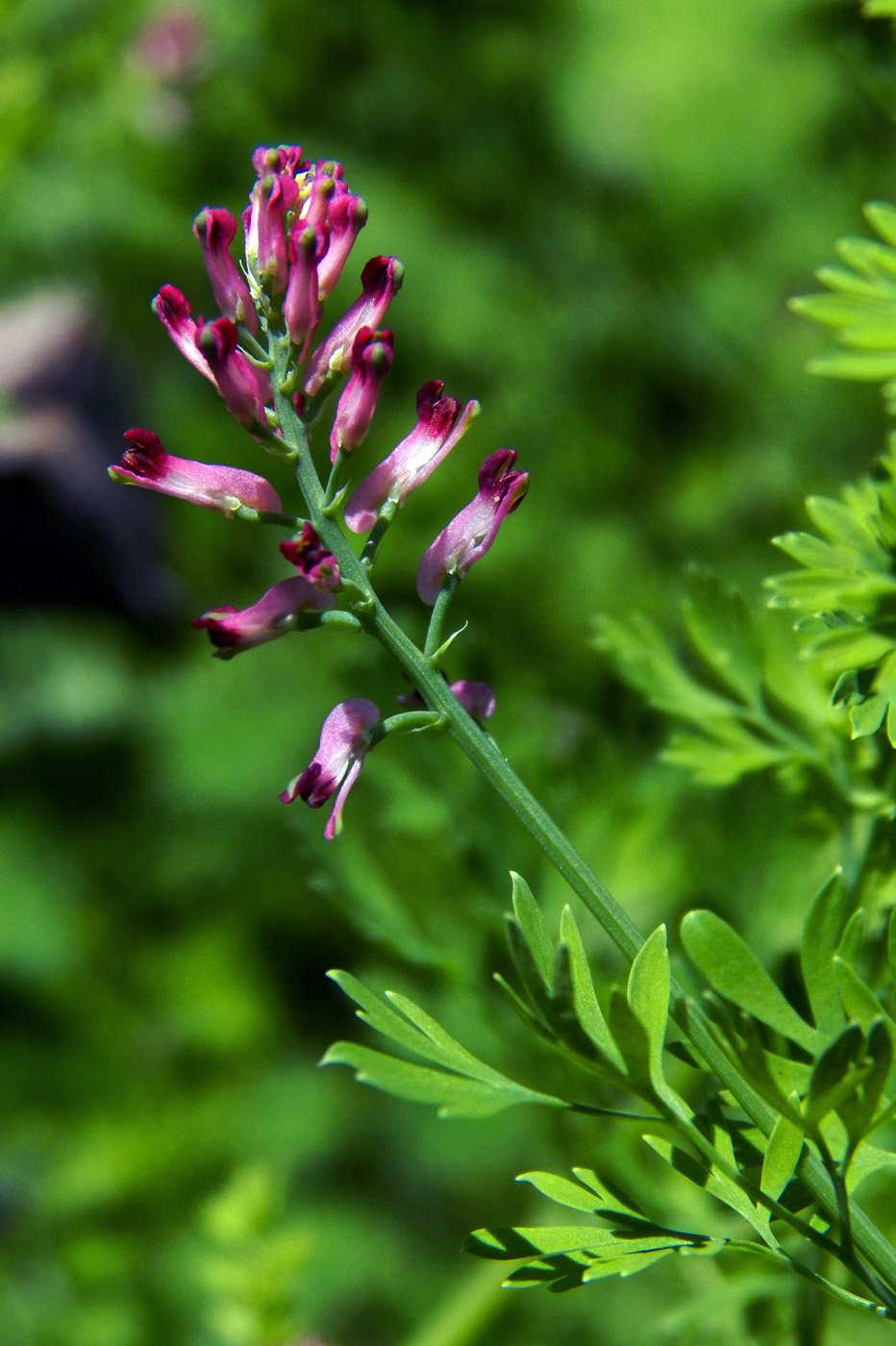 Изображение особи Fumaria officinalis.