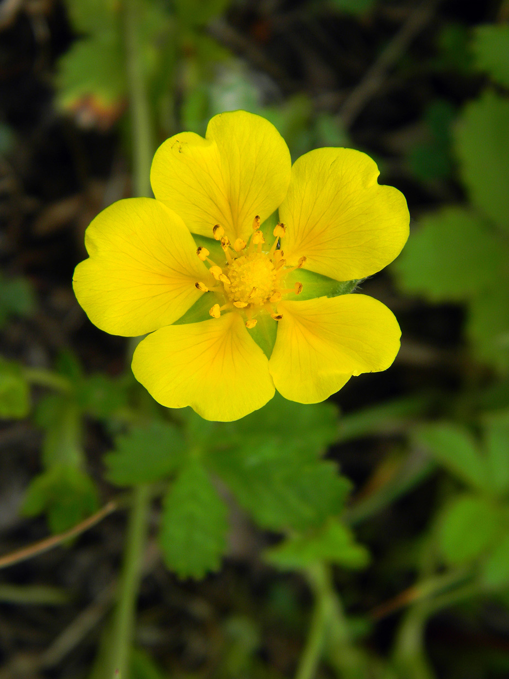 Image of Potentilla reptans specimen.