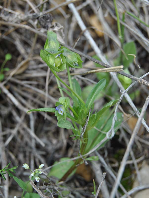 Image of Viola occulta specimen.