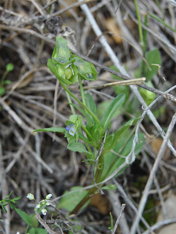 Изображение особи Viola occulta.