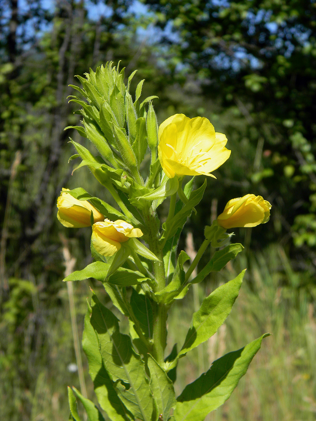 Изображение особи Oenothera rubricaulis.