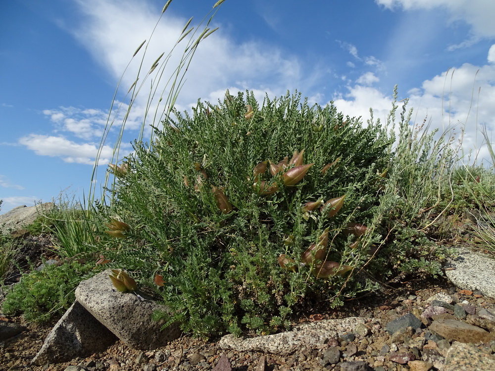 Изображение особи Oxytropis hystrix.