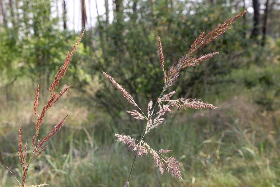 Изображение особи Calamagrostis epigeios.