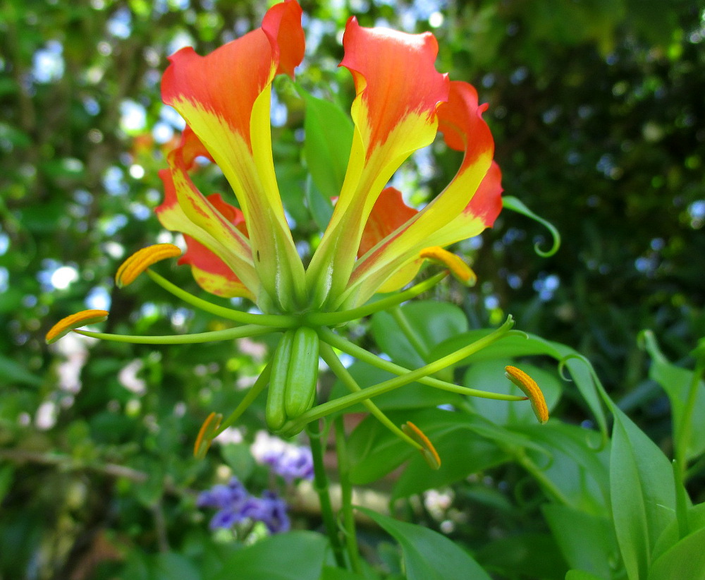 Image of Gloriosa superba specimen.