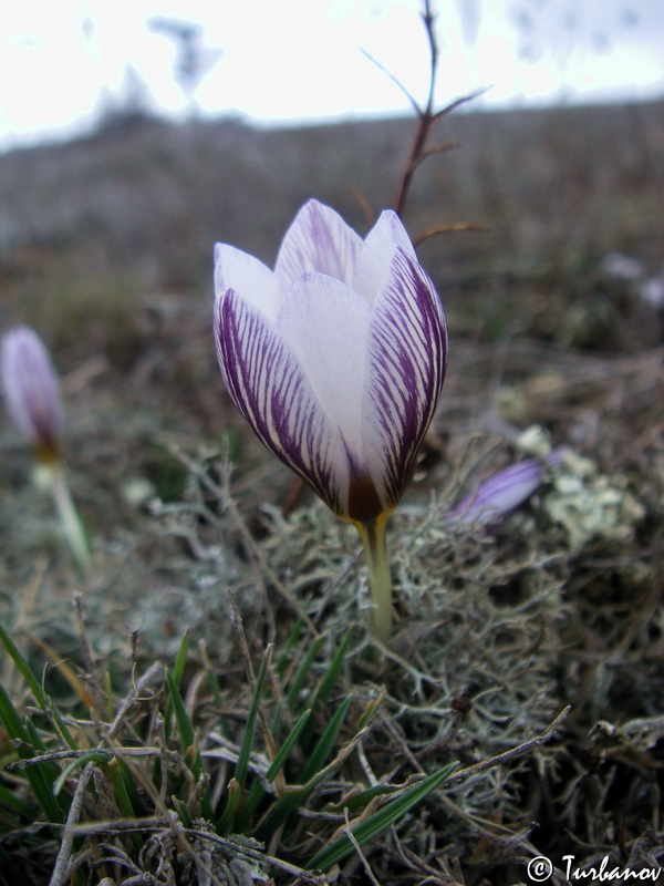 Изображение особи Crocus tauricus.