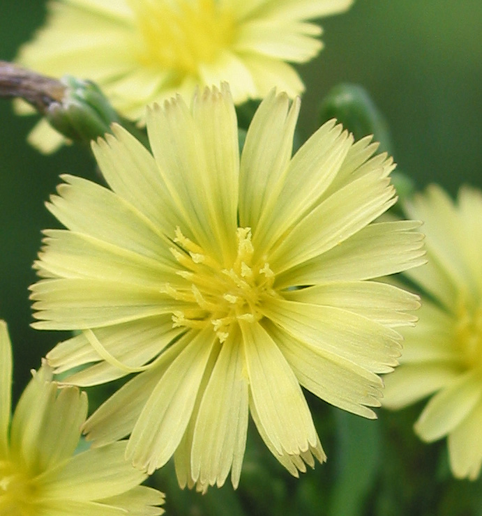 Изображение особи Lactuca serriola.