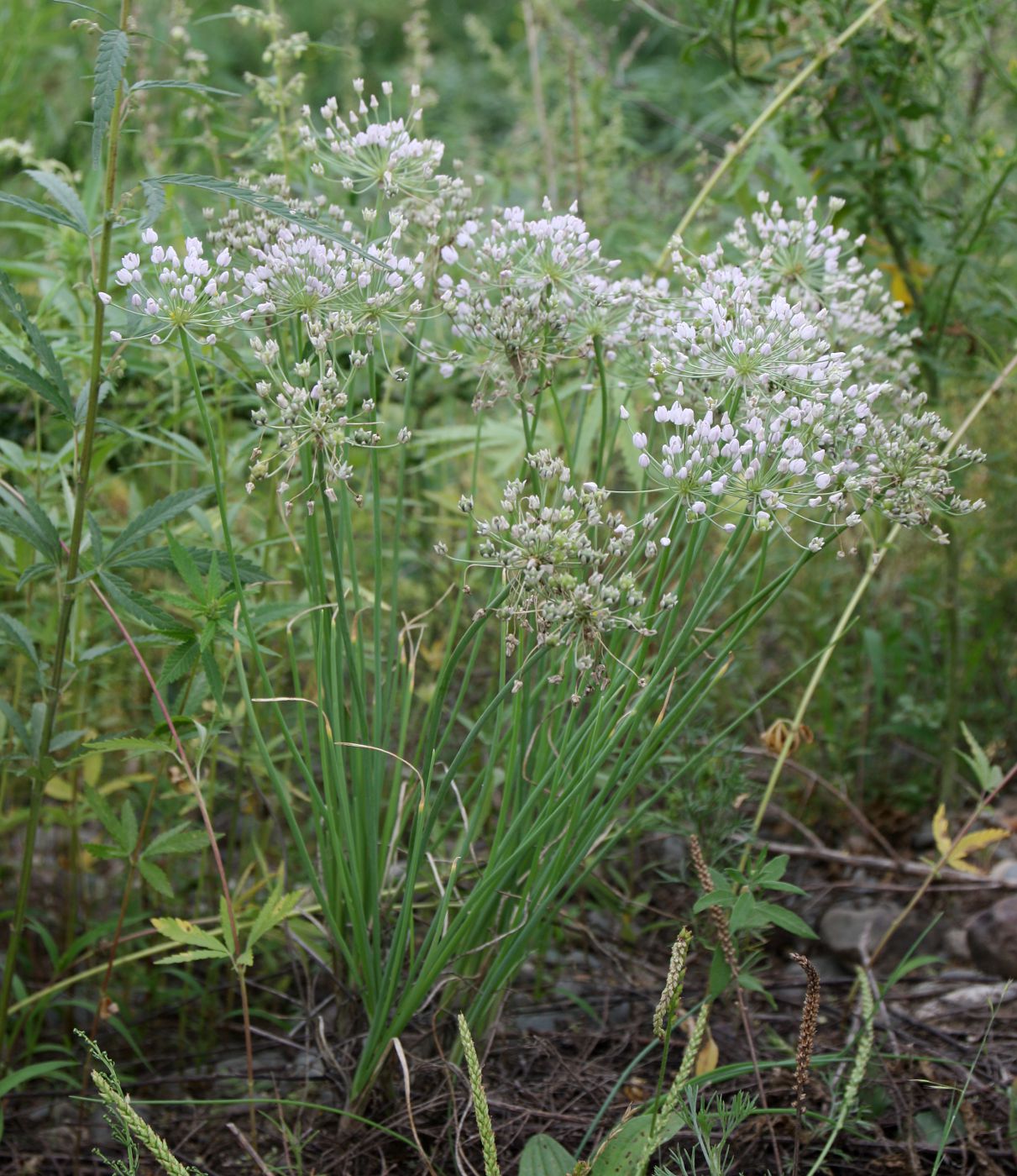 Изображение особи Allium anisopodium.