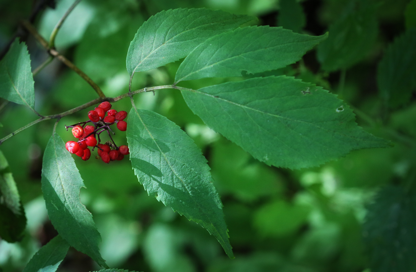 Изображение особи Sambucus racemosa.