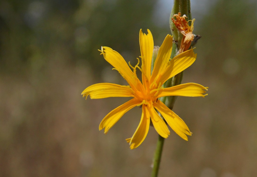 Изображение особи Chondrilla juncea.