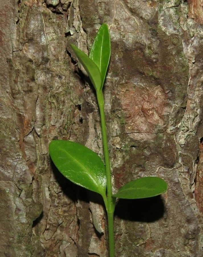 Image of Vinca minor specimen.