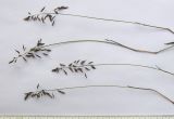 Image of taxon representative. Author is Сергей Банкетов