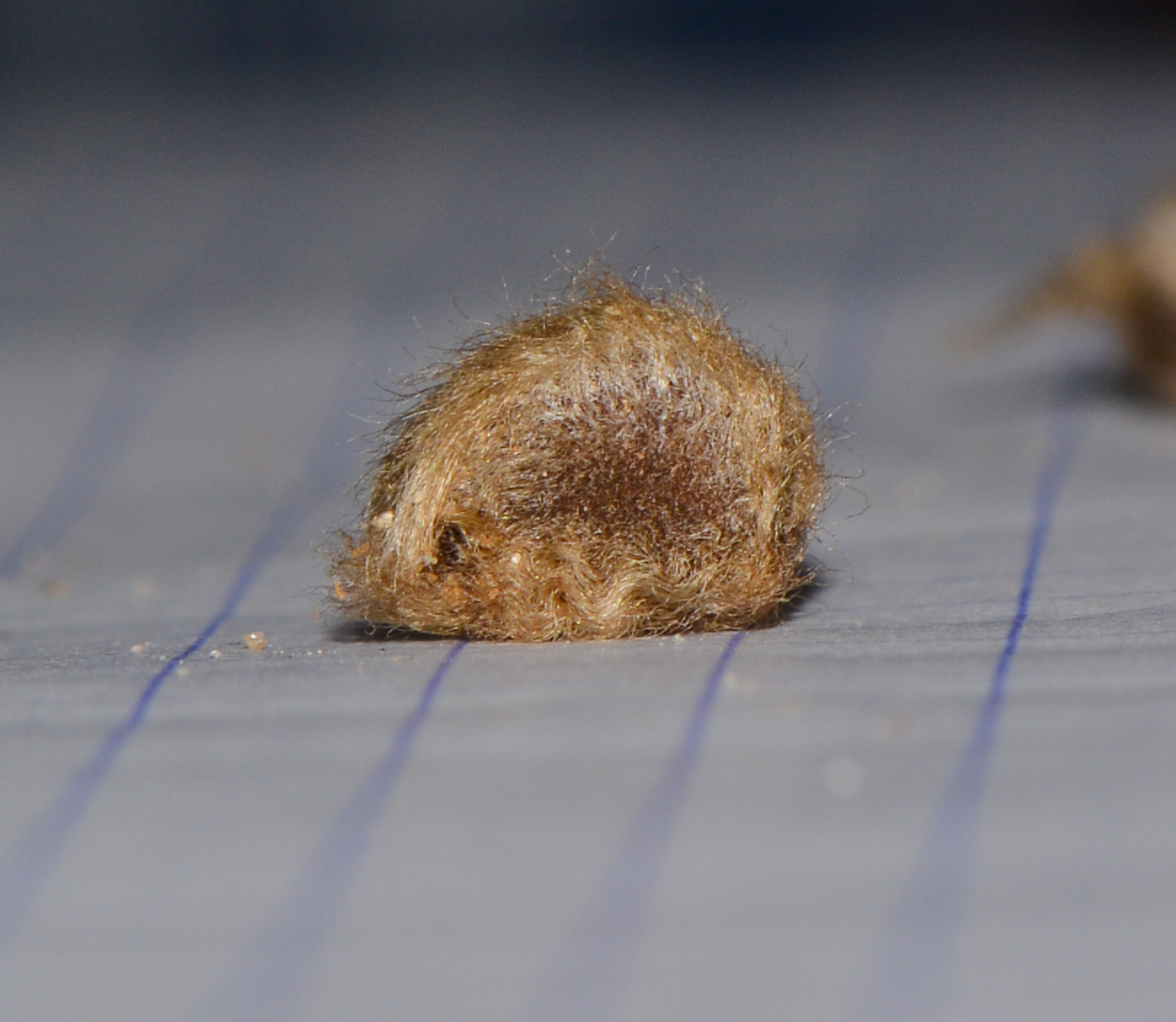 Image of Ipomoea imperati specimen.