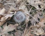 Pulsatilla taurica