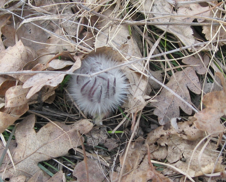 Изображение особи Pulsatilla taurica.